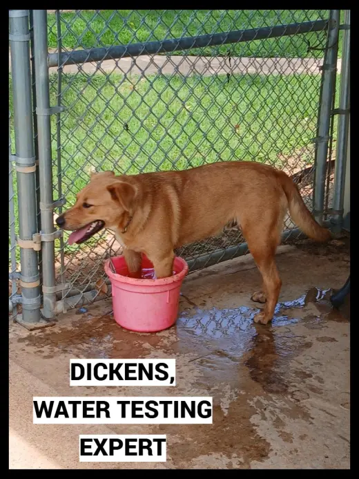Dickens