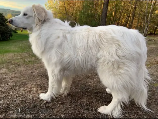 Sadie in NH(sponsored!)