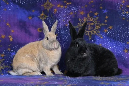 Delphynae Zen & Carina Antonia (bonded pair)