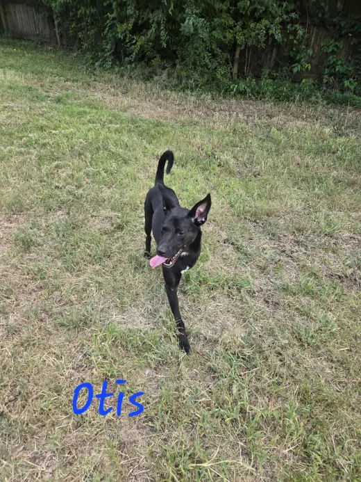 Otis
