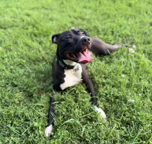 Brenda *Adopt*