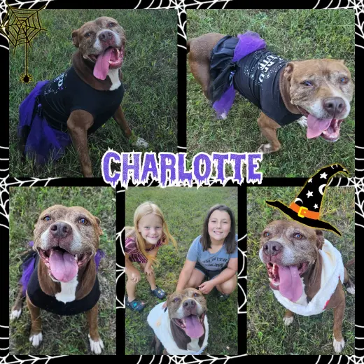 Charlotte