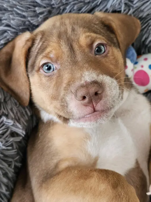 Diesel