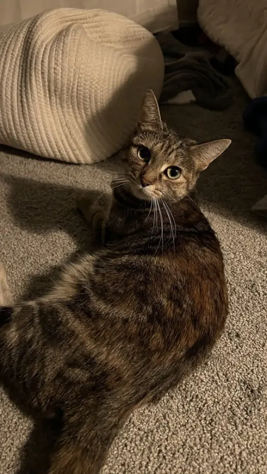 Mozzarella (Ella)