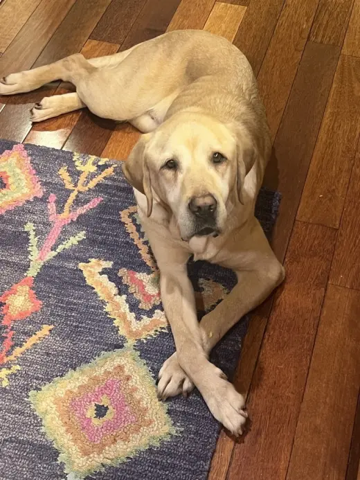 Lexie