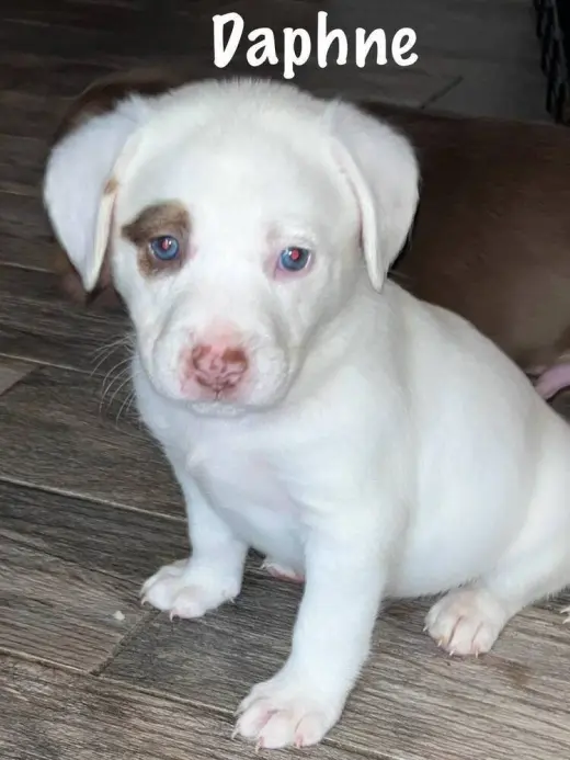 Daphne