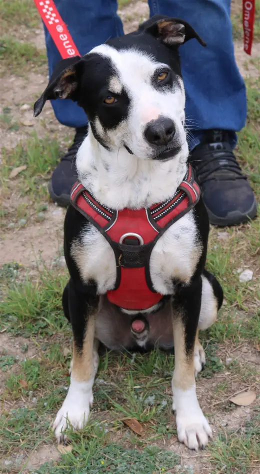 Max