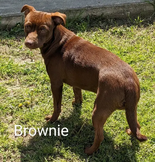 Brownie