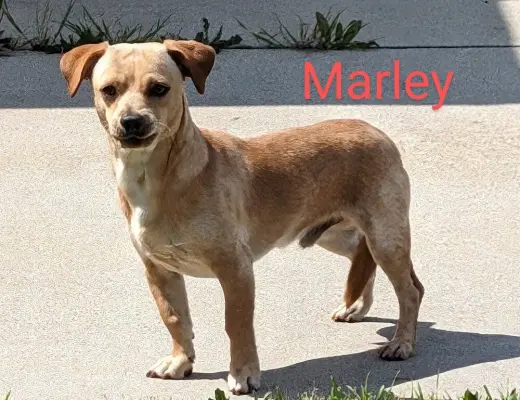 Marley