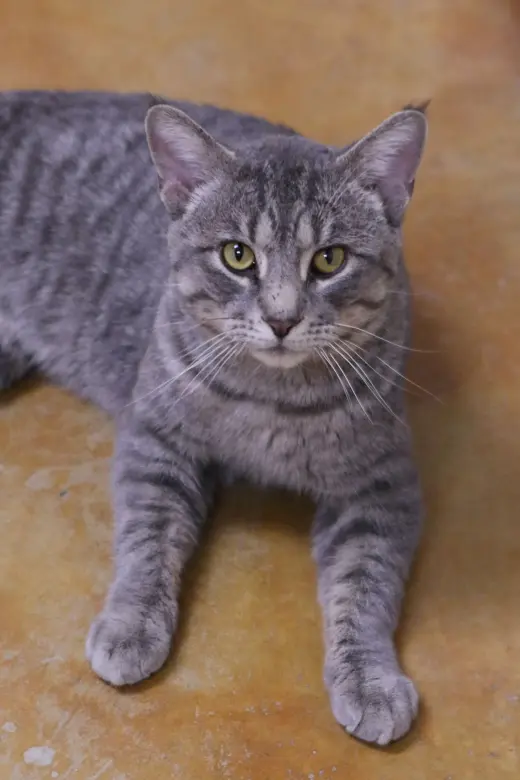 Franklin
