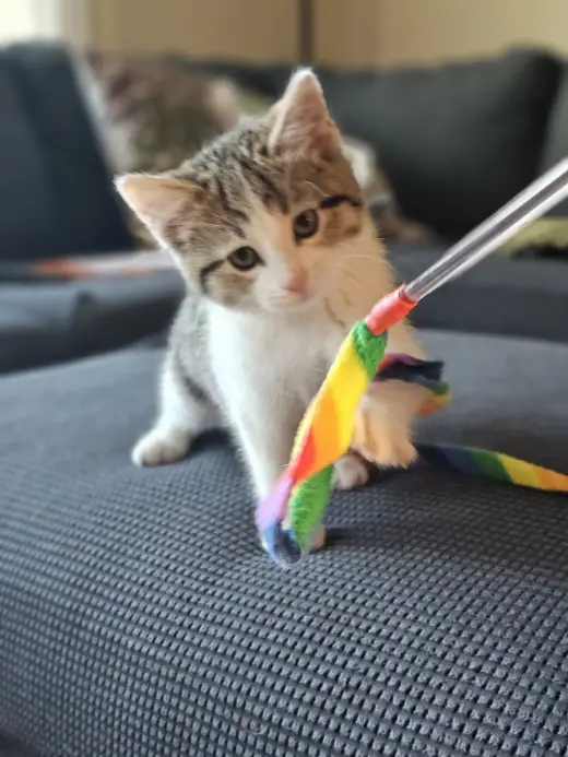JiJi