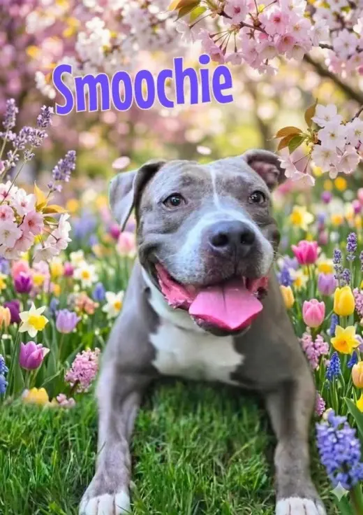 Smoochie - LIFETIME EXPENSES COVERED
