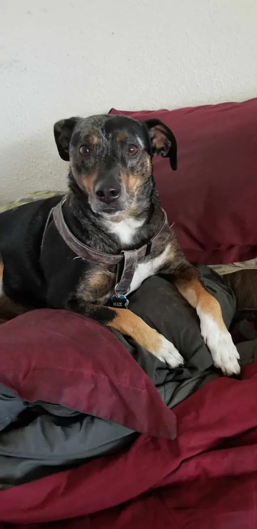 MAX (COURTESY POST)