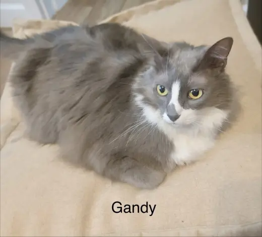 Gandy