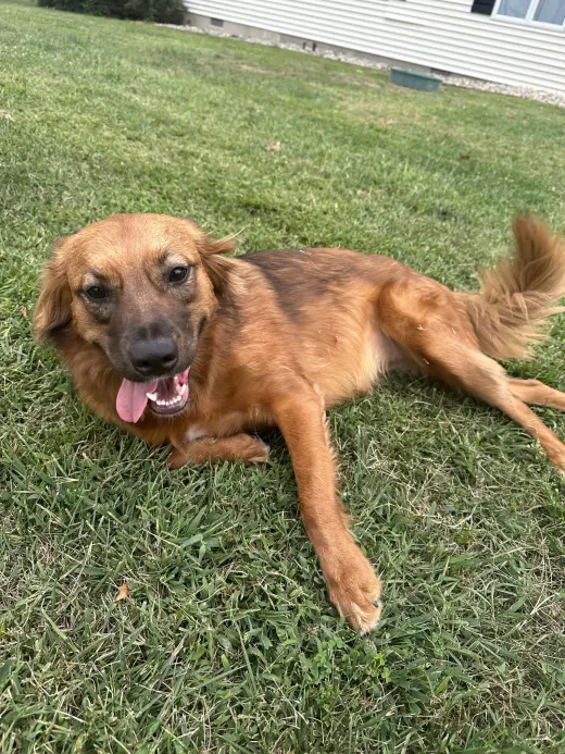 PENNY (COURTESY POST)
