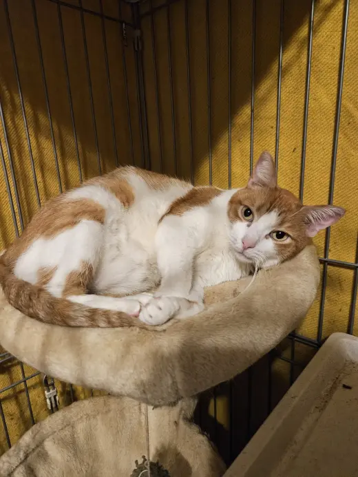 Peaches