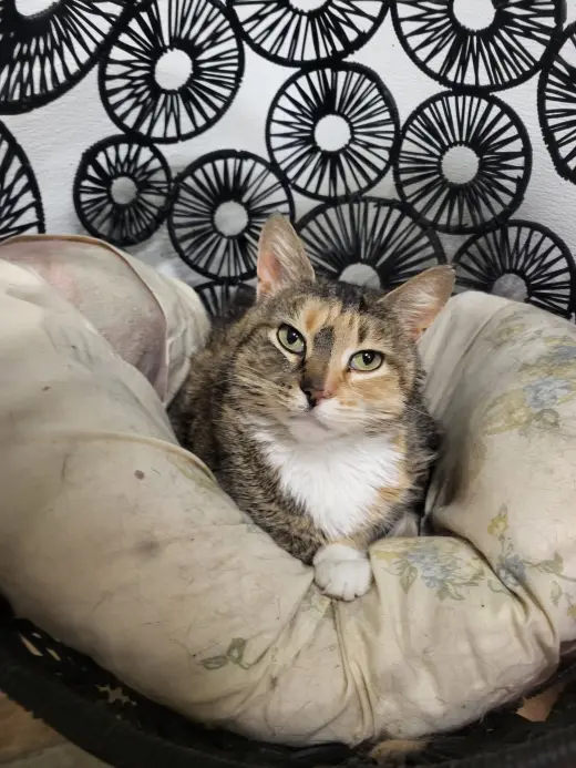 Pepper