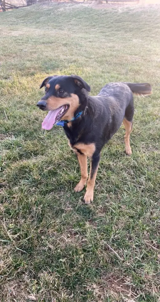 COOPER (BONDED W/BAILEY) (COURTESY POST)