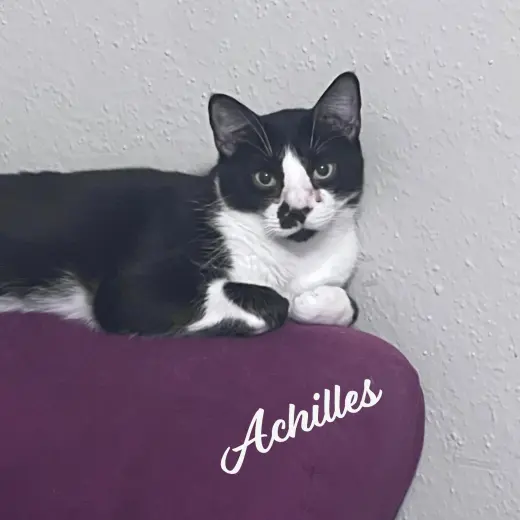 Achilles #retired-dumpster-diver