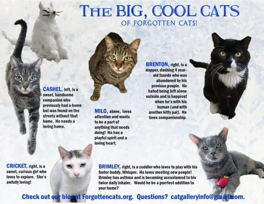 Big Cats: 11+ pounds, Part 1