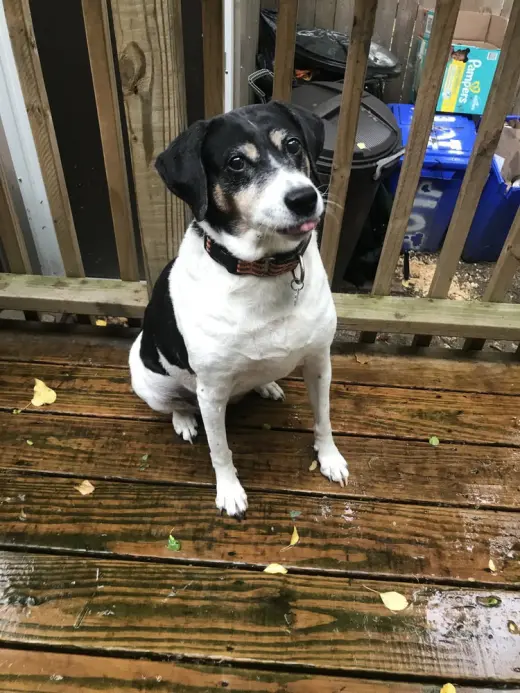 Bette aka Rabbit