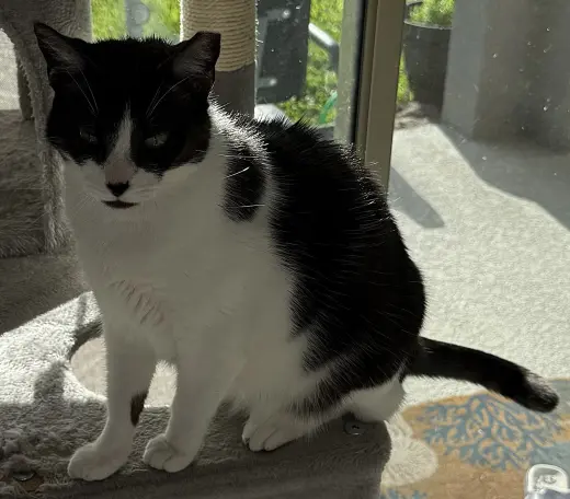 Oreo