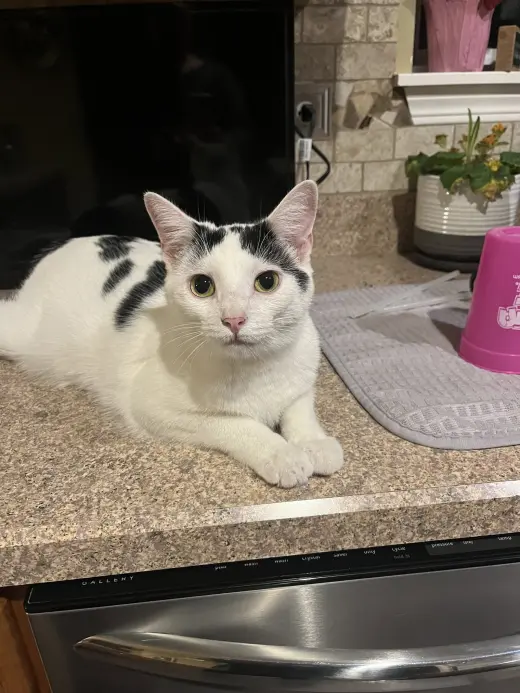 Sugar