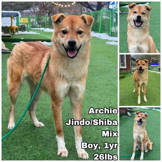 Archie from Korea