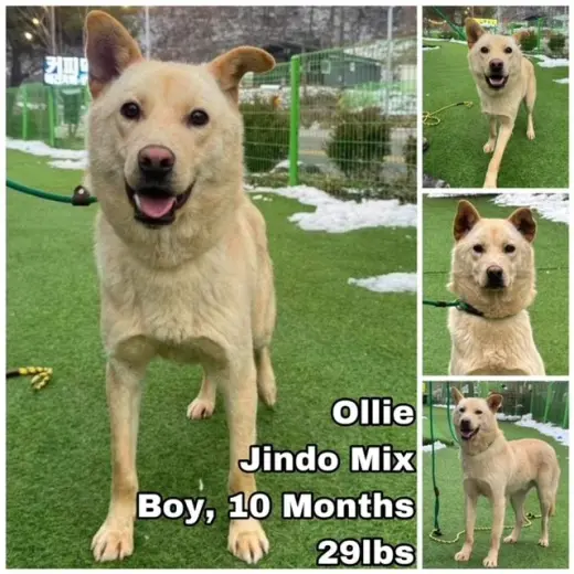 Ollie from Korea