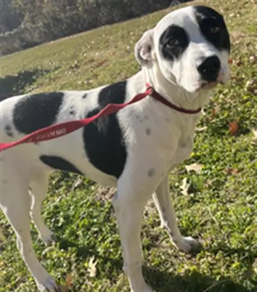 STELLA