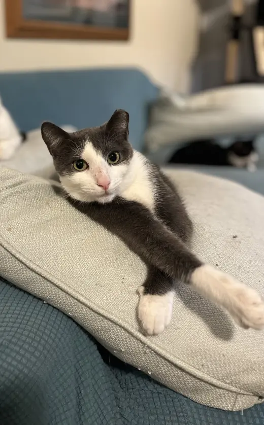 Finn