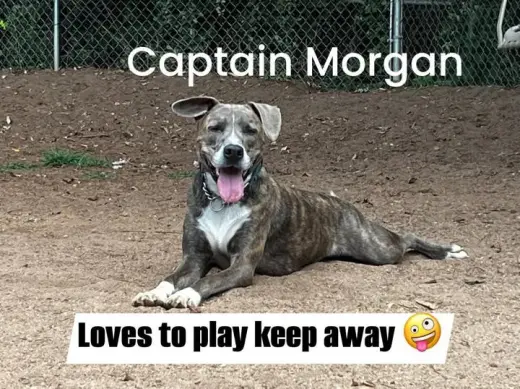 Captain Morgan