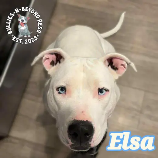 Elsa