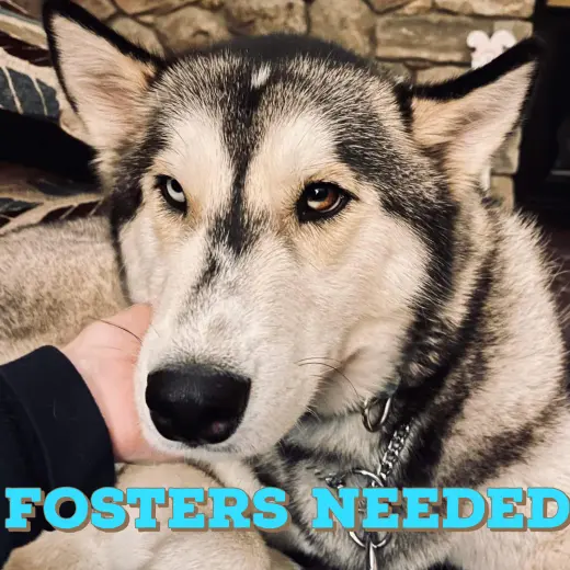 Foster Homes Needed