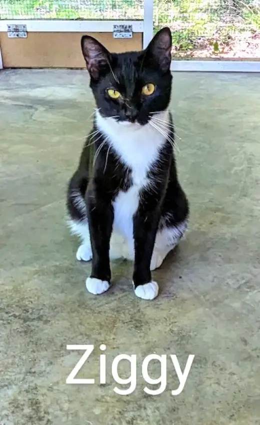 Ziggy