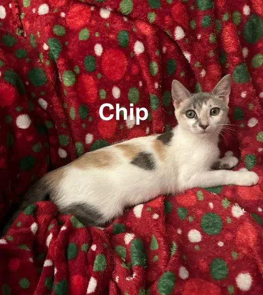 Chip