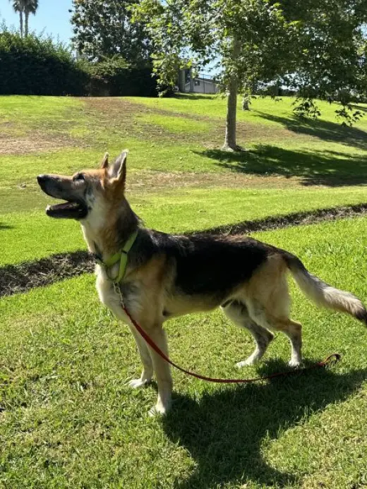 Rex
