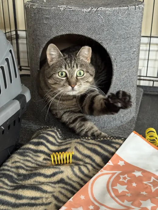 Mindy - Sponsored by Alice