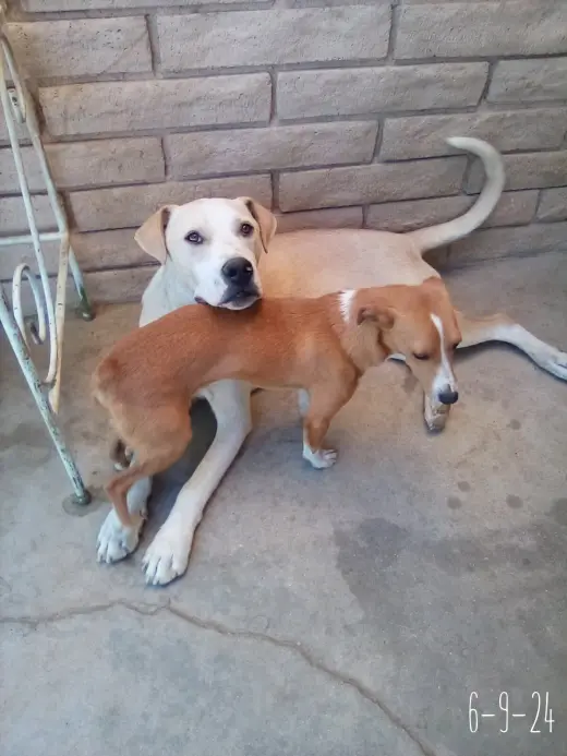 Jingles-his BFF is Baby Girl