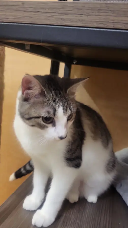 Charo