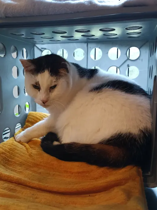 (ACCC Courtesy Post) Peanut