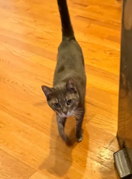 Mimi 0436
