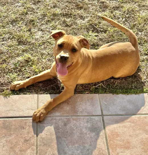 Mav