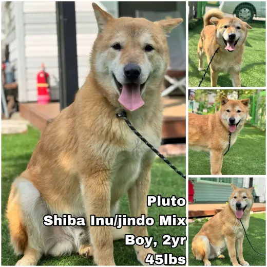 Pluto from Korea