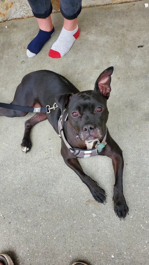 ELLIE (COURTESY POST)