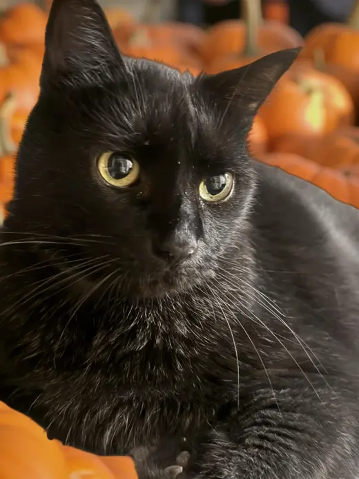 Jack