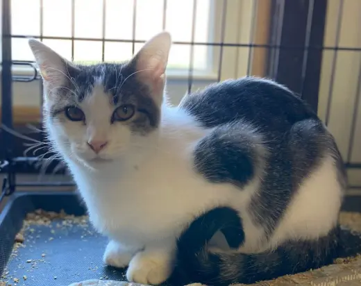 Pegasus