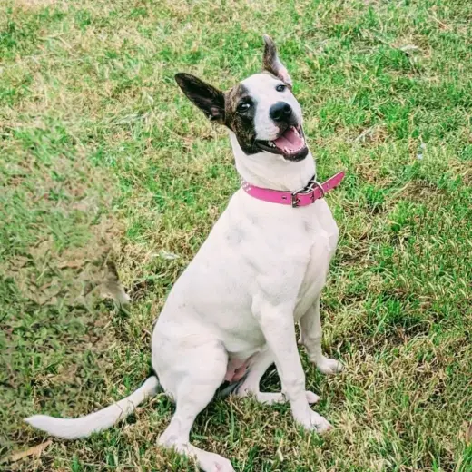 Sparkles aka Mi Amora