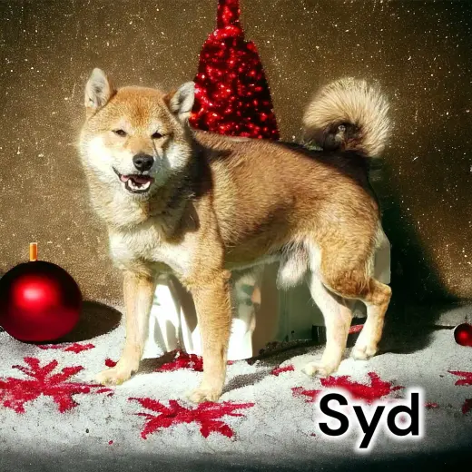 Syd
