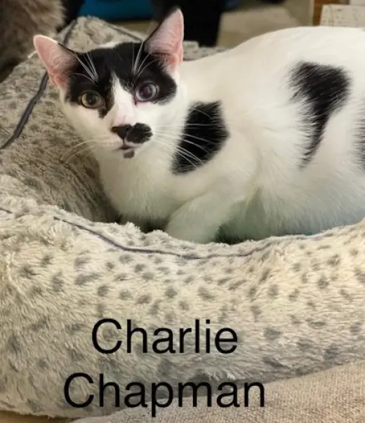 Charlie Chapman - Cat room